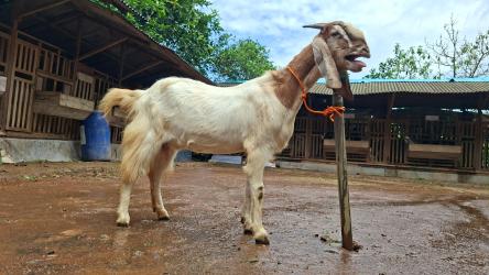 Cara Memilih Kambing Aqiqah yang Sehat dan Berkualitas